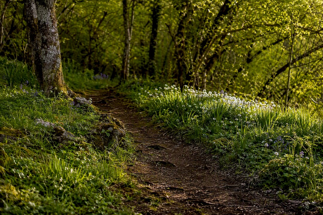 Woodland path through spring meadow and young trees