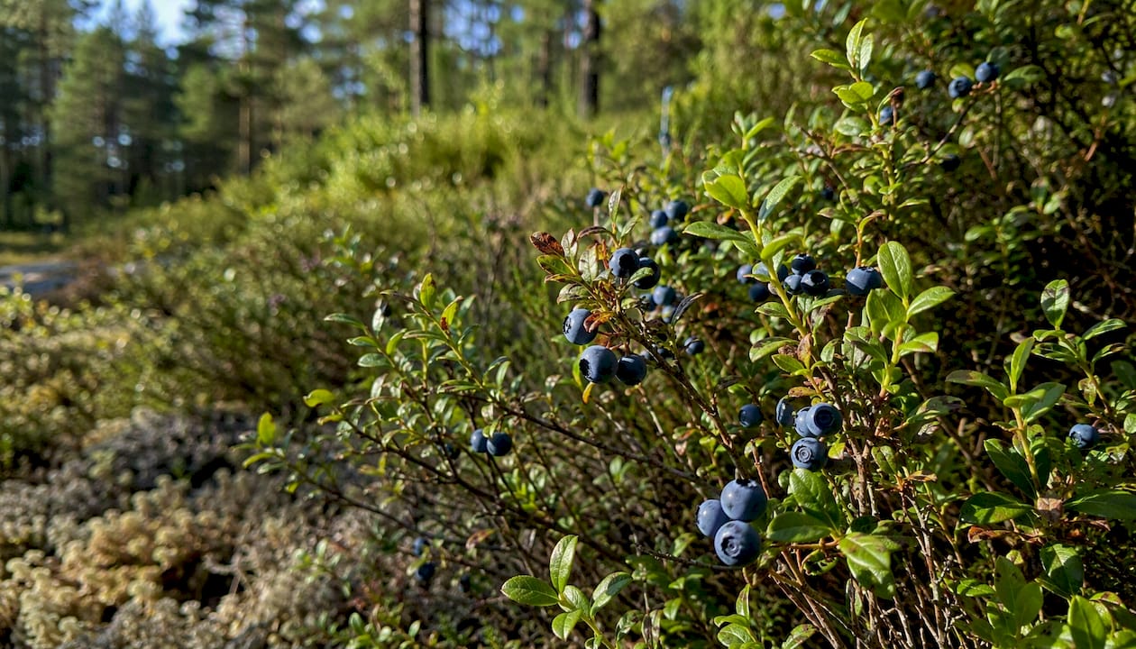 Ripe blueberries on sunny forest shrubs