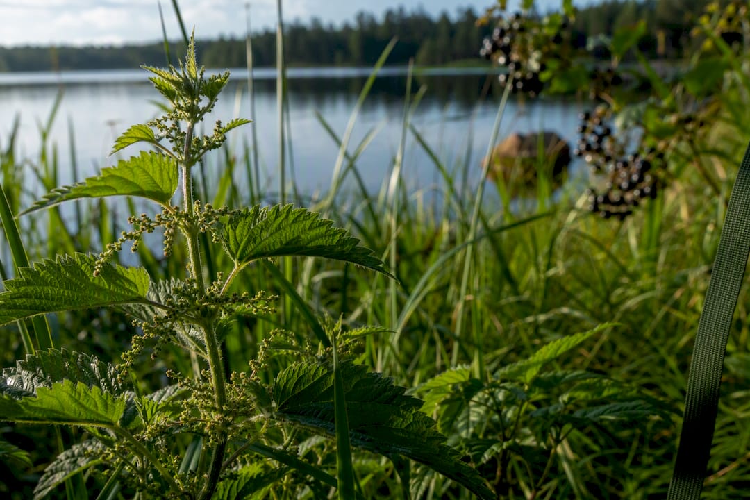 Nettles and berries beside Swedish lake