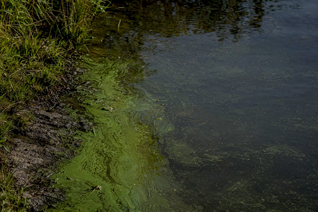 Blue-green algae visible along a lake edge
