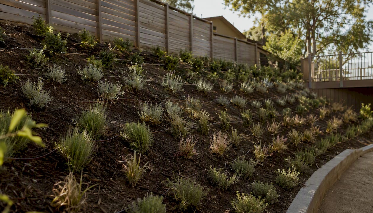 Contour-row plantings on sloped backyard