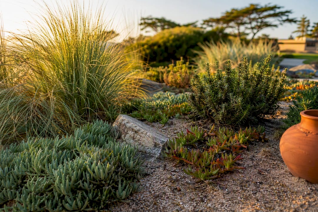 Salt-tolerant grasses and succulents in sandy soil