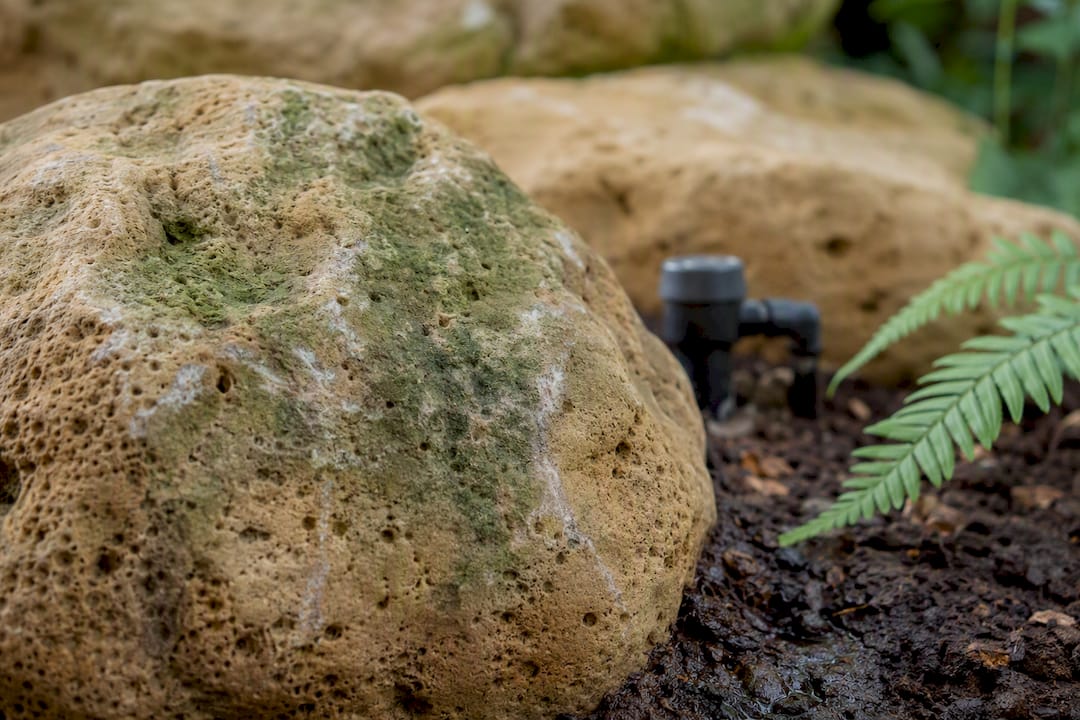 Algae-stained sandstone in shaded garden