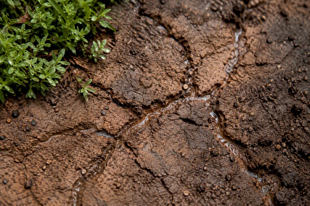 Clay slope showing erosion cracks and rills