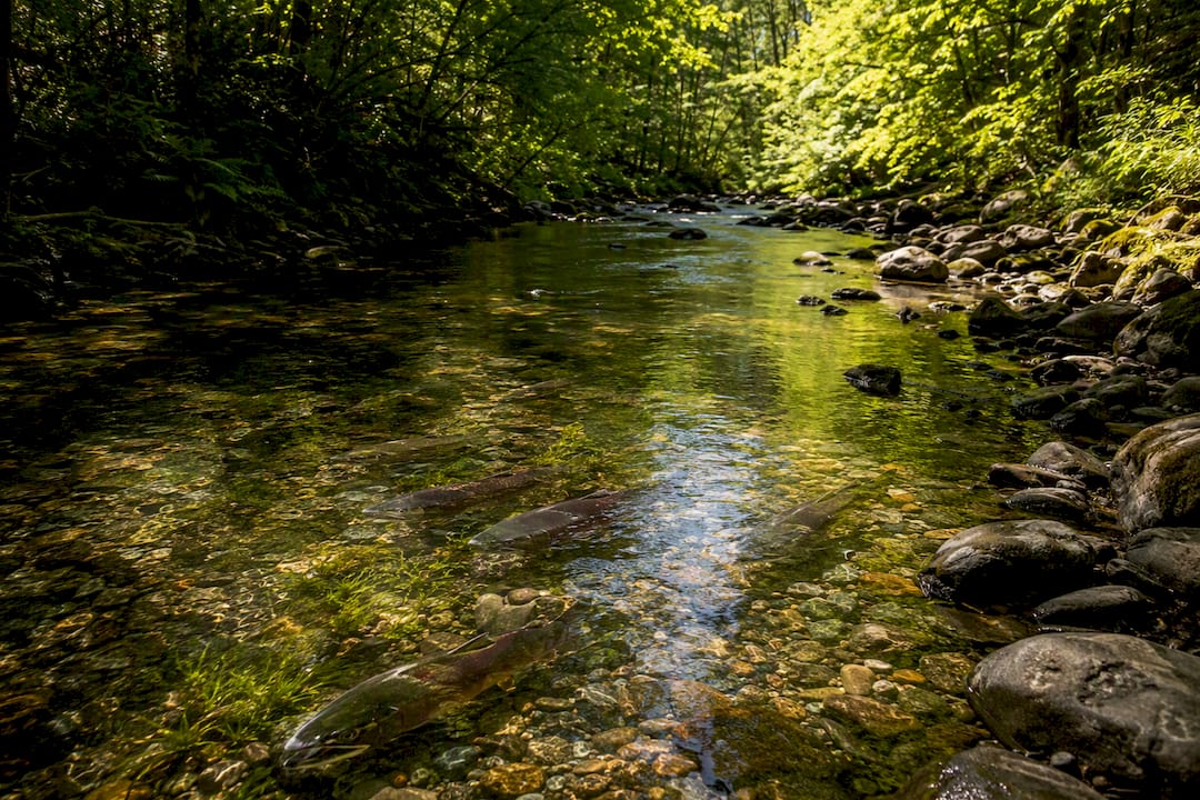 Forest stream with salmon fish habitat