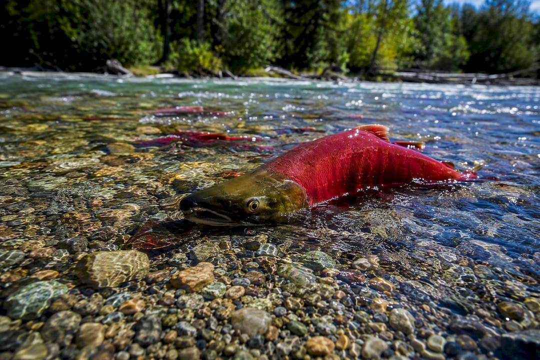 Sockeye salmon with bright spawning colors