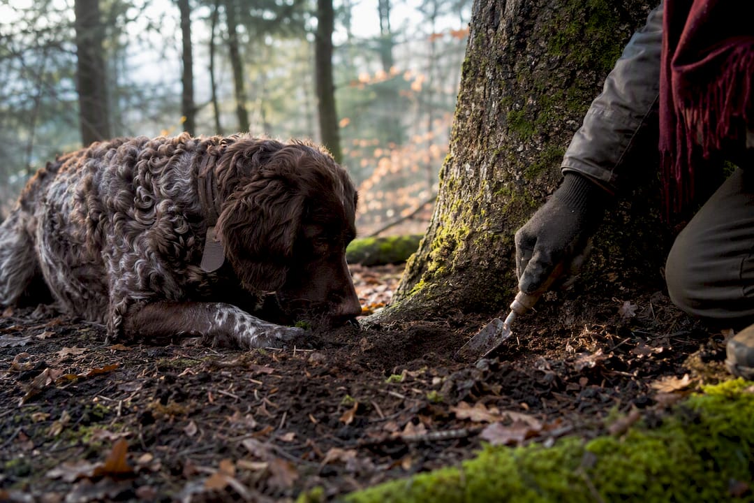 Truffle dog signaling a find beneath an oak