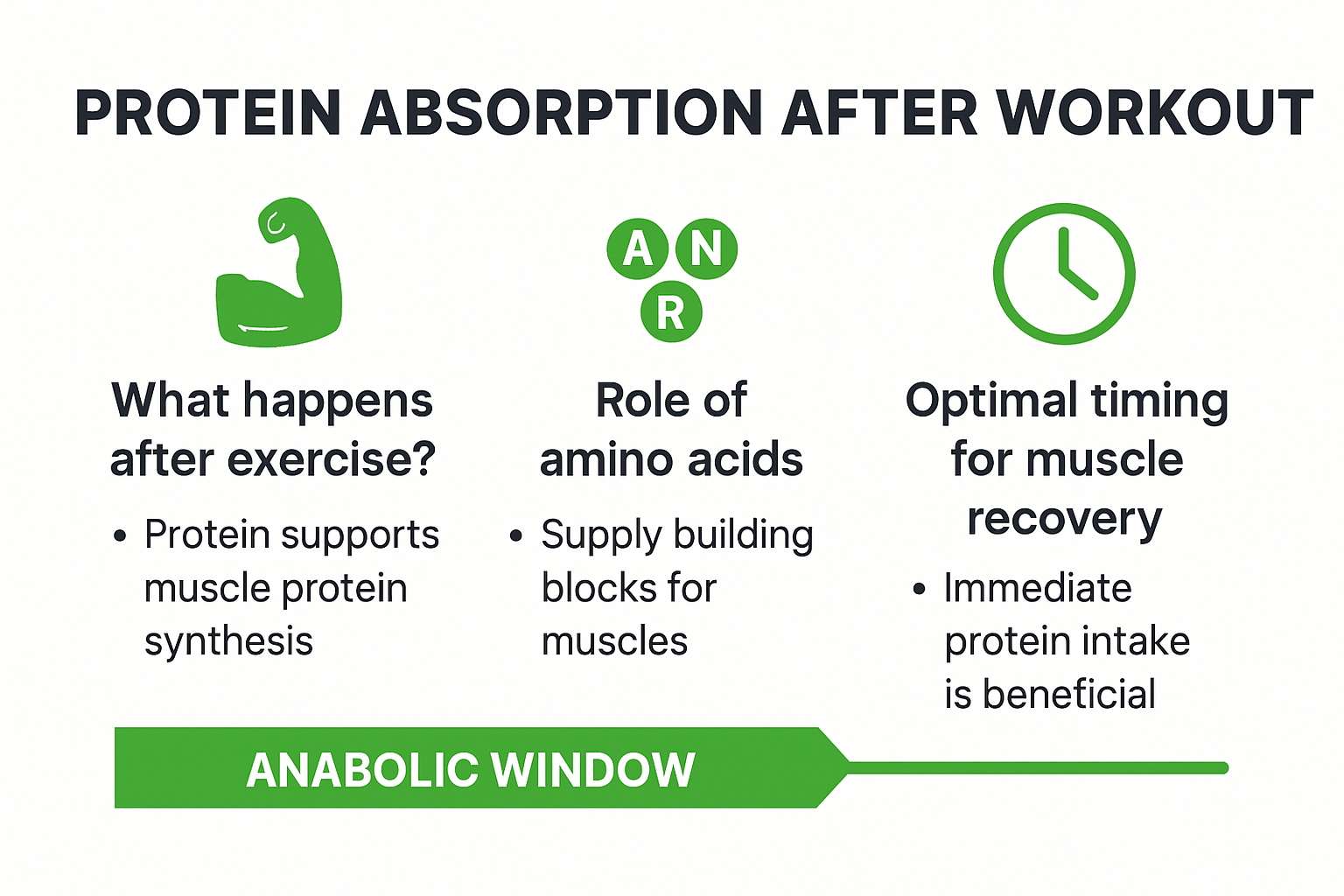 Infographic showing timing and process of protein absorption after workout