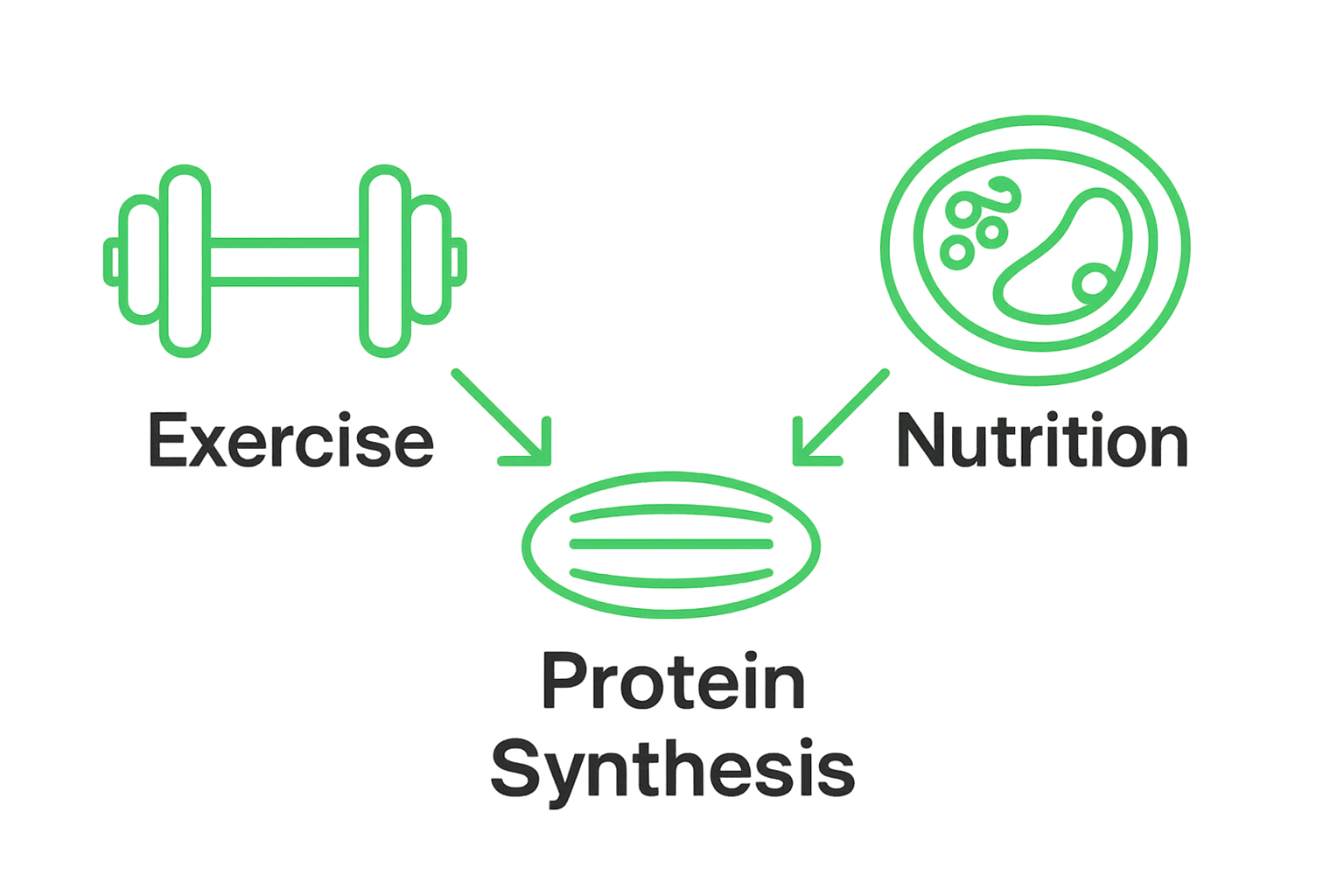 Infographic showing exercise and nutrition as main factors for muscle protein synthesis