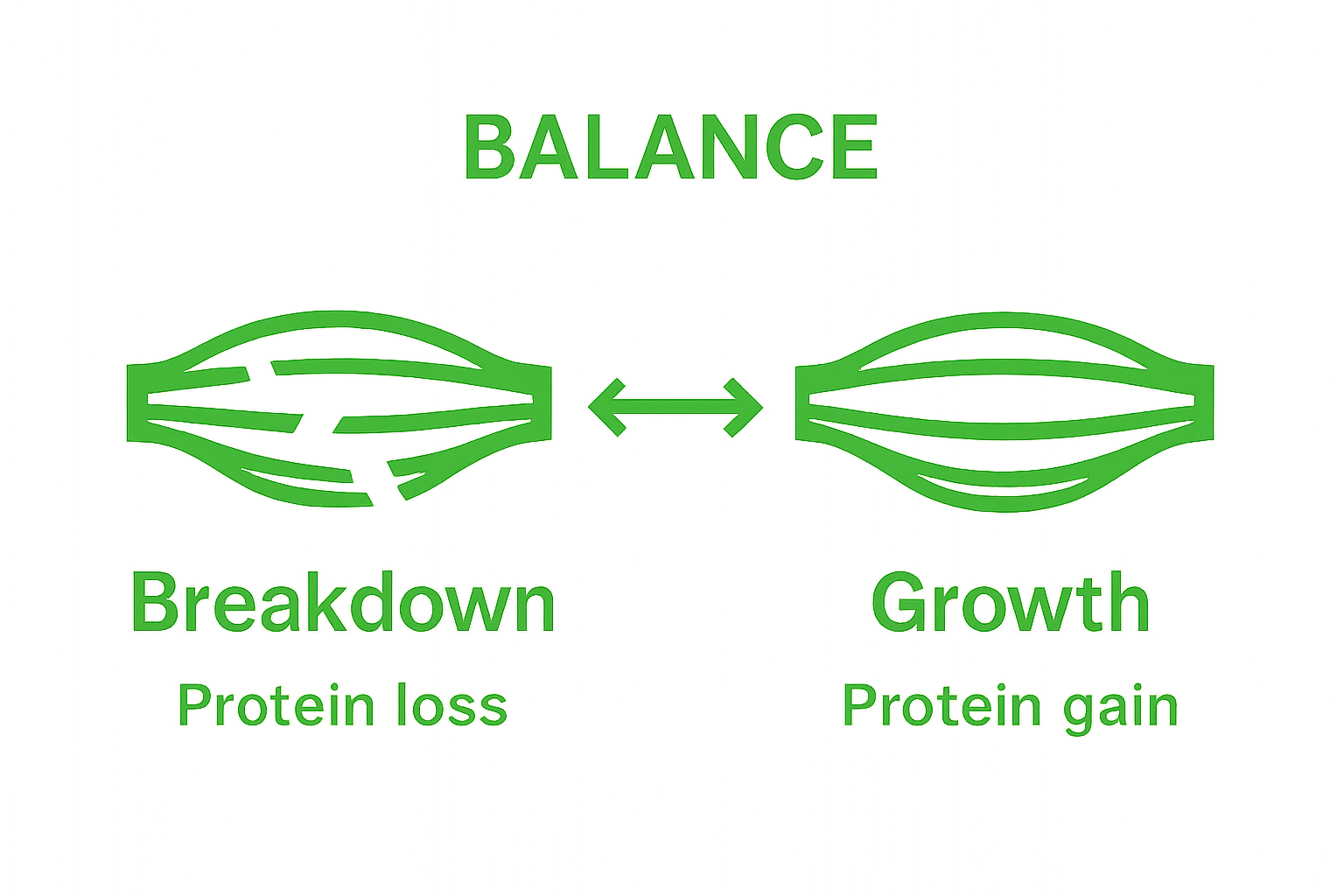 Simple infographic comparing muscle breakdown and muscle growth with arrows showing balance