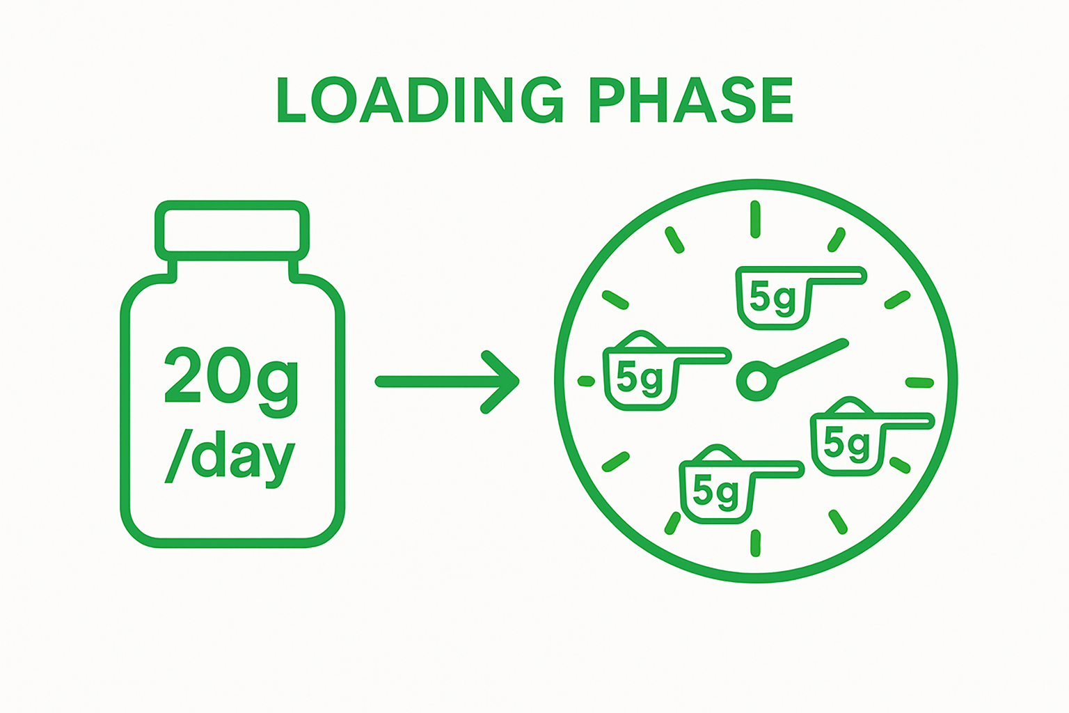Infographic: creatine loading phase at 4 times per day