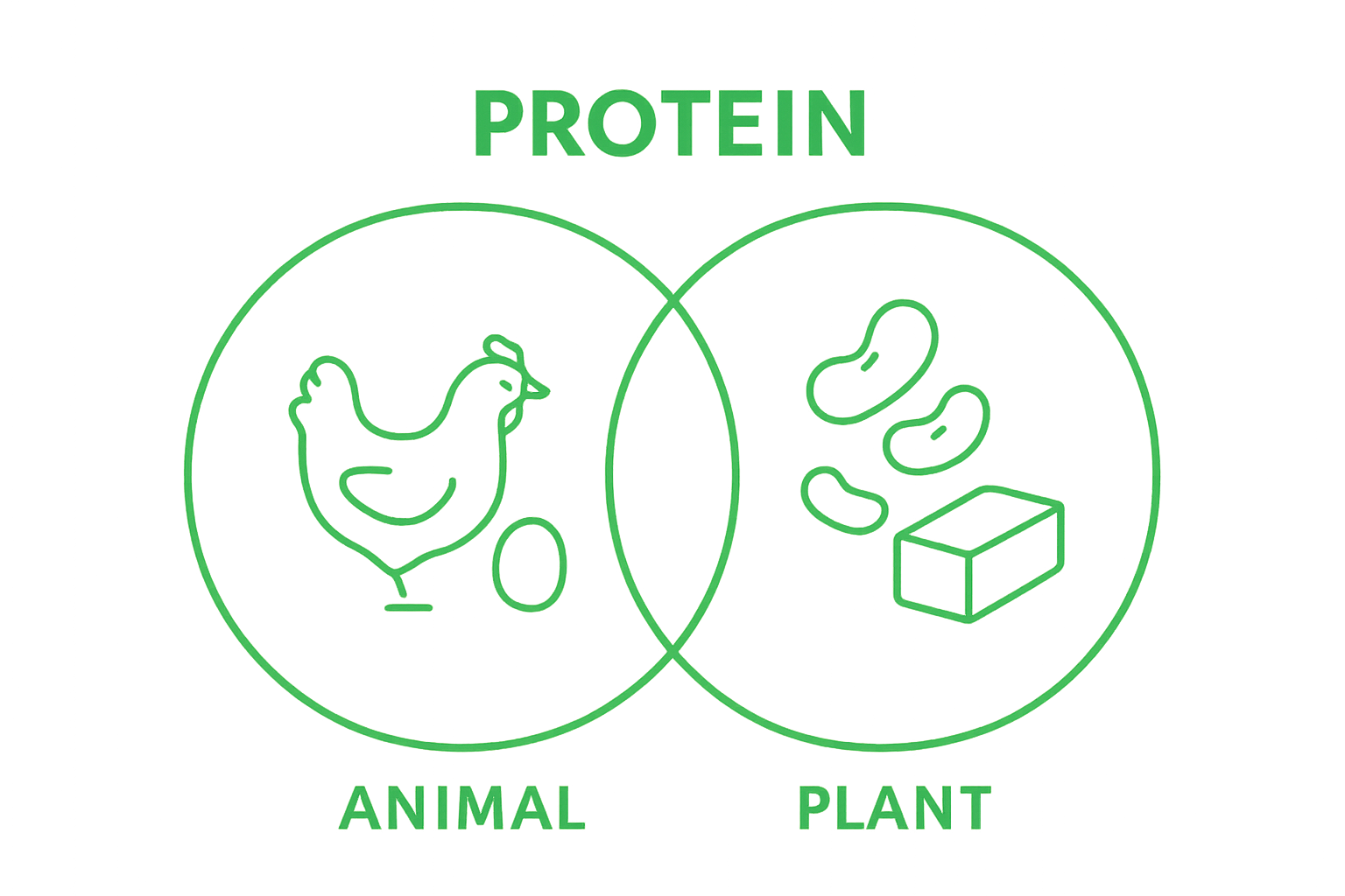 Comparison of animal and plant protein sources