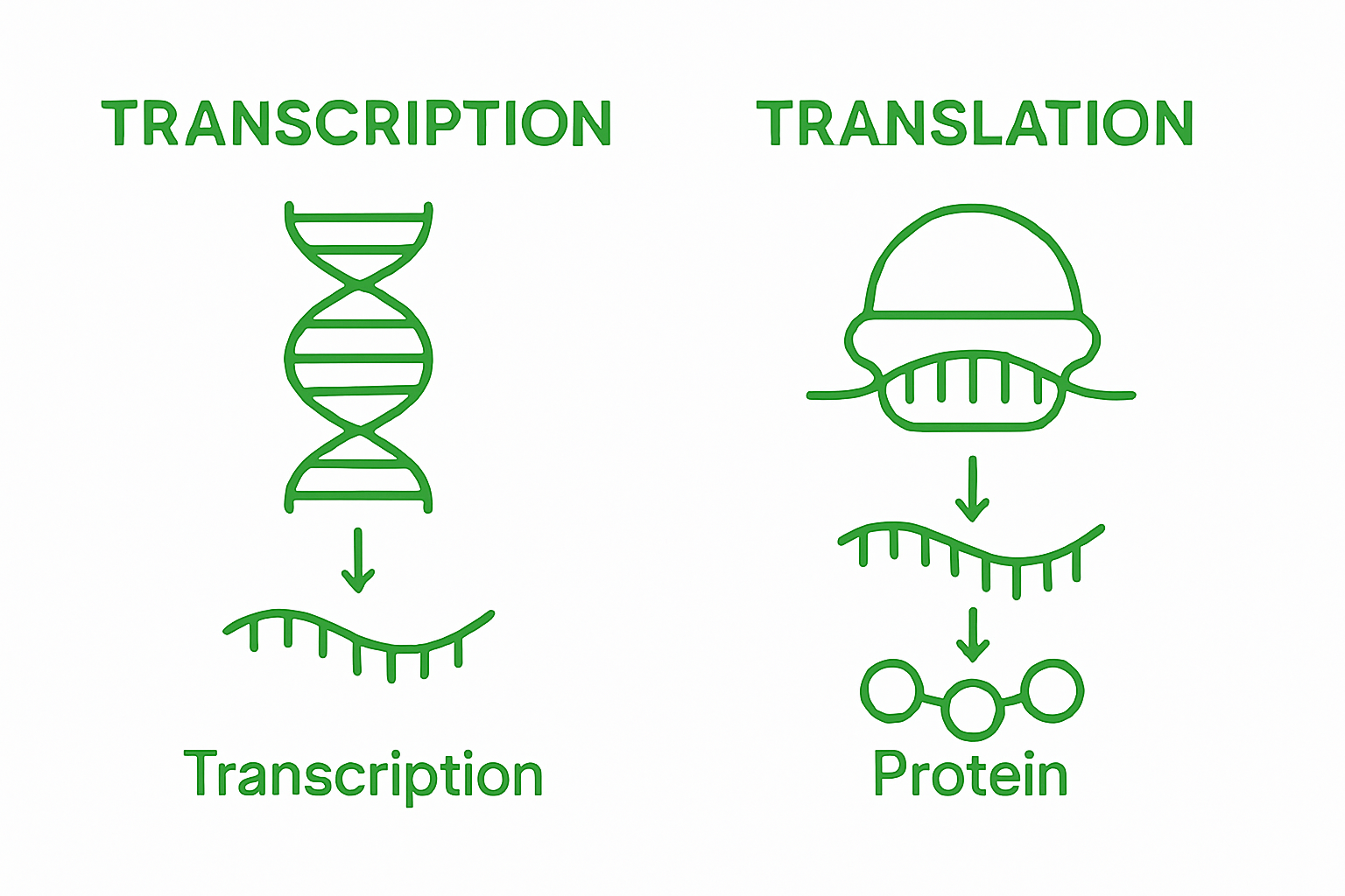 DNA transcription versus translation infographic