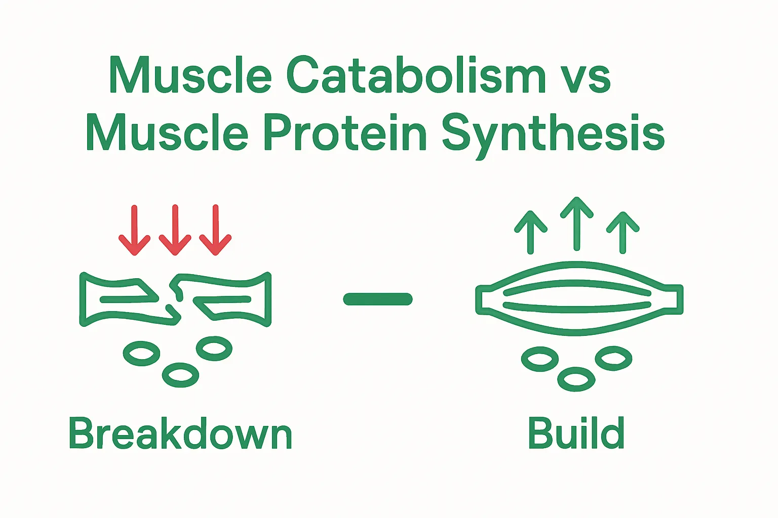 Infographic comparing muscle catabolism and muscle protein synthesis