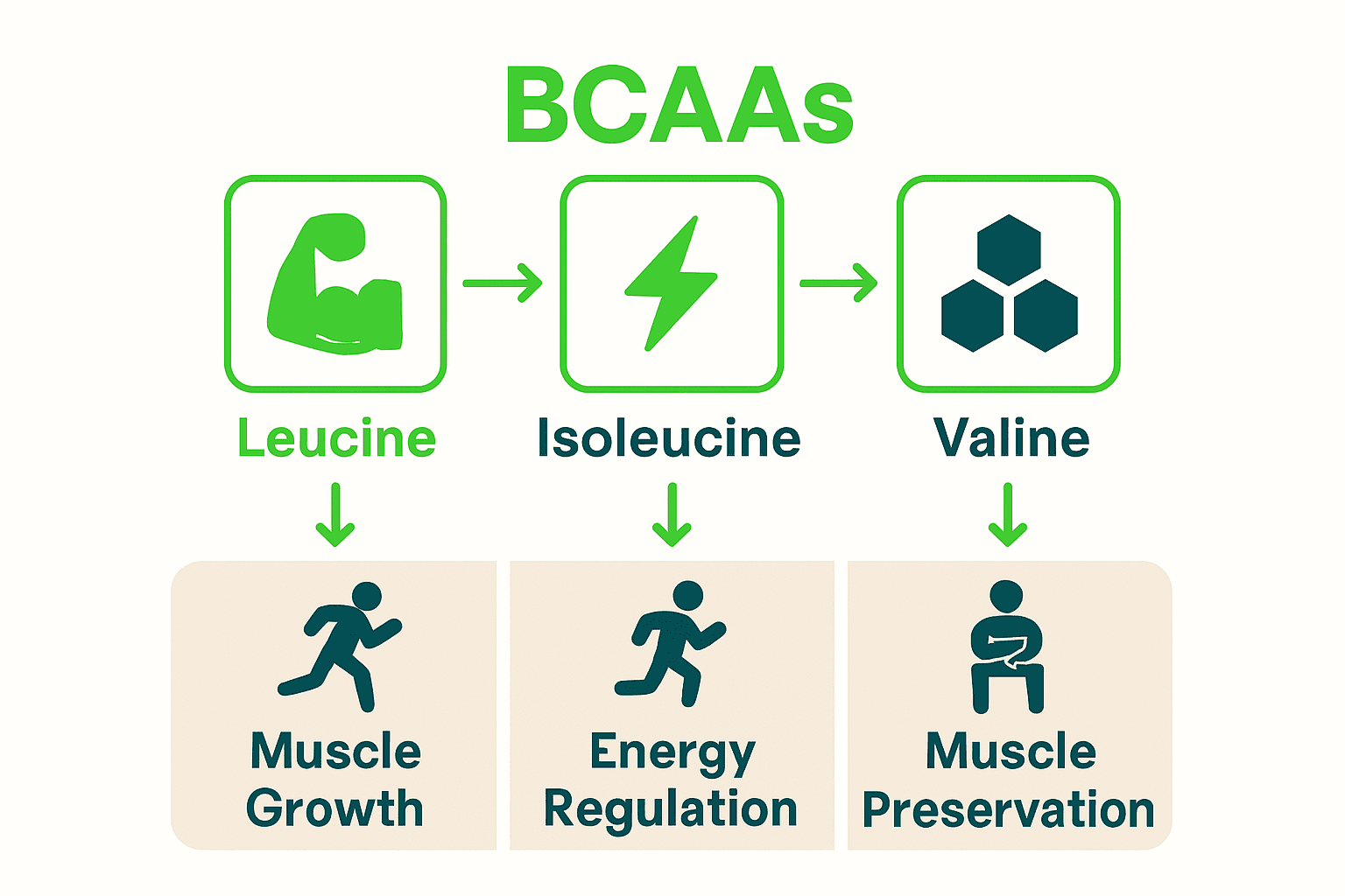 Infographic comparing leucine, isoleucine, valine roles for athletes