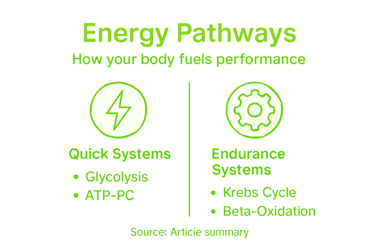 Infographic summarizing body energy systems