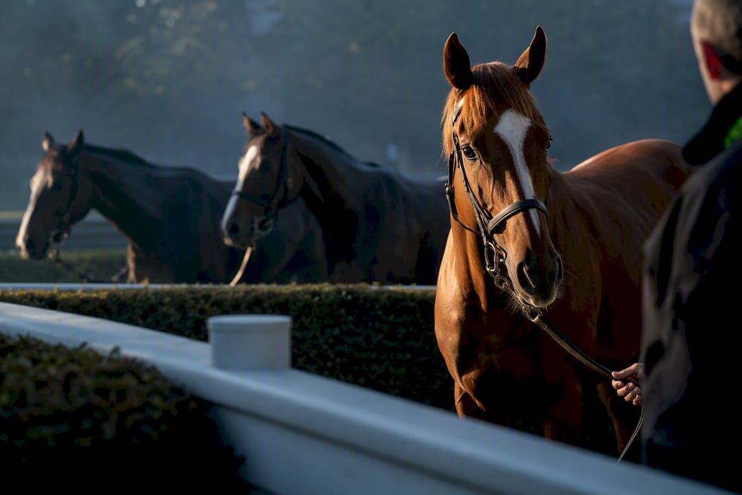 1–2% Liability Rules: Weakest Horse Method for Lay Traders