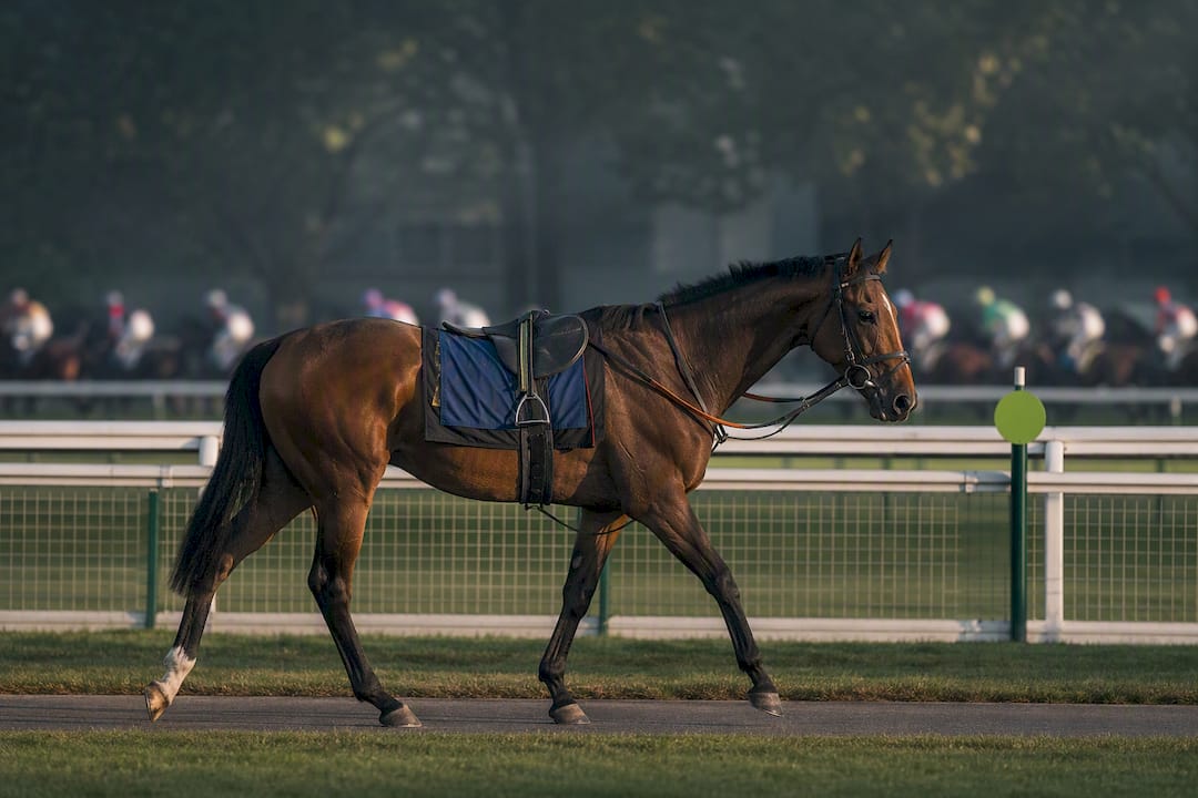30–35% of Favourites Win: Selection First Laying Favourites Strategy