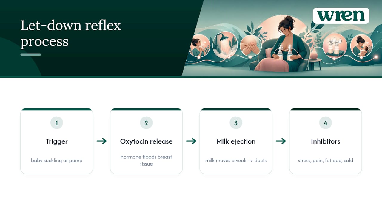 What is the let-down reflex and why does it matter? — overview diagram