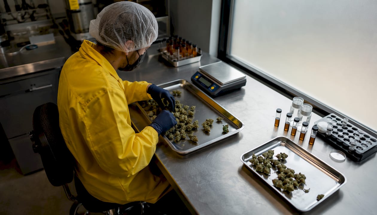 Hands preparing cannabis for cured resin extraction in lab