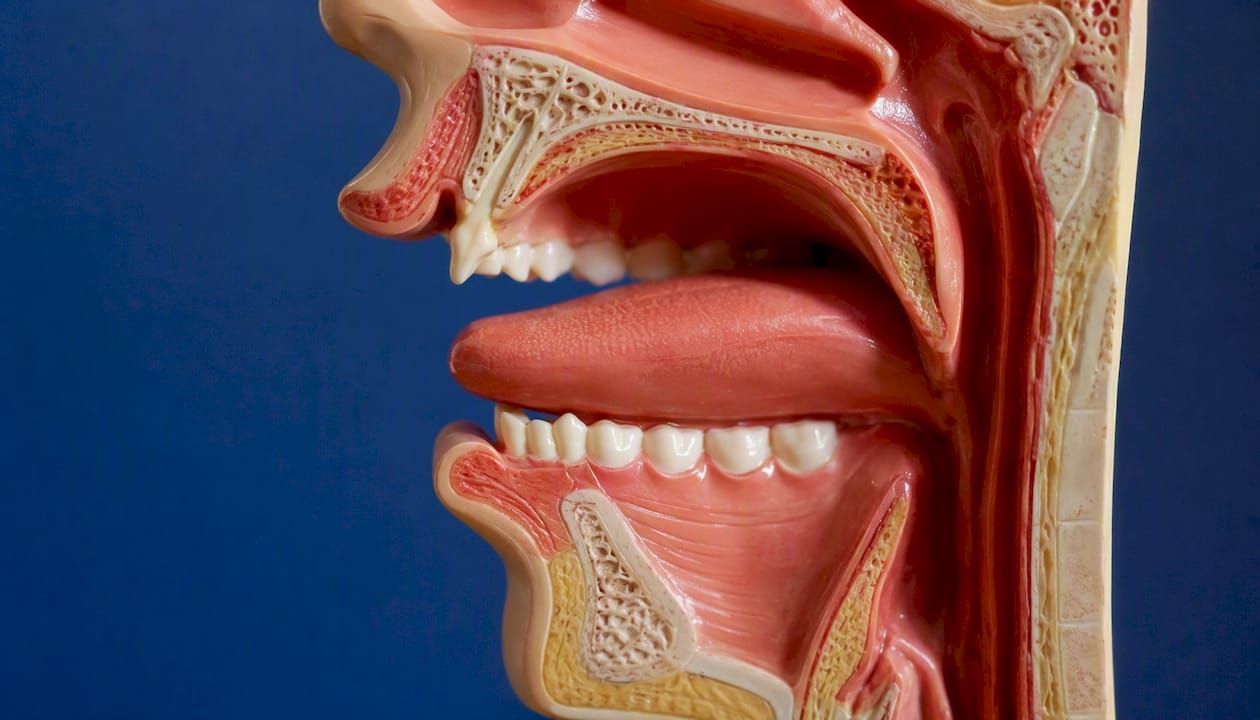Anatomical mouth model showing consonant articulation