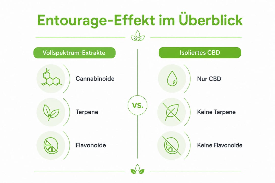 Die Infografik veranschaulicht die Unterschiede zwischen Vollspektrum-CBD und isoliertem CBD auf einen Blick.