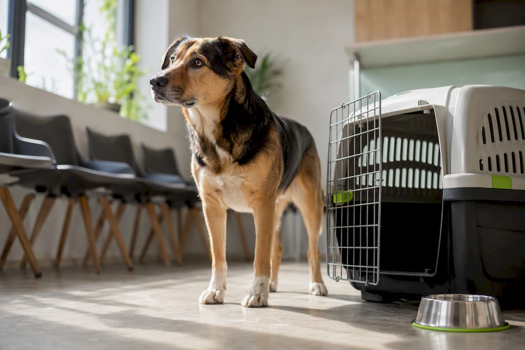 Hund sitzt neben der Transportbox im Wartezimmer der Tierarztpraxis