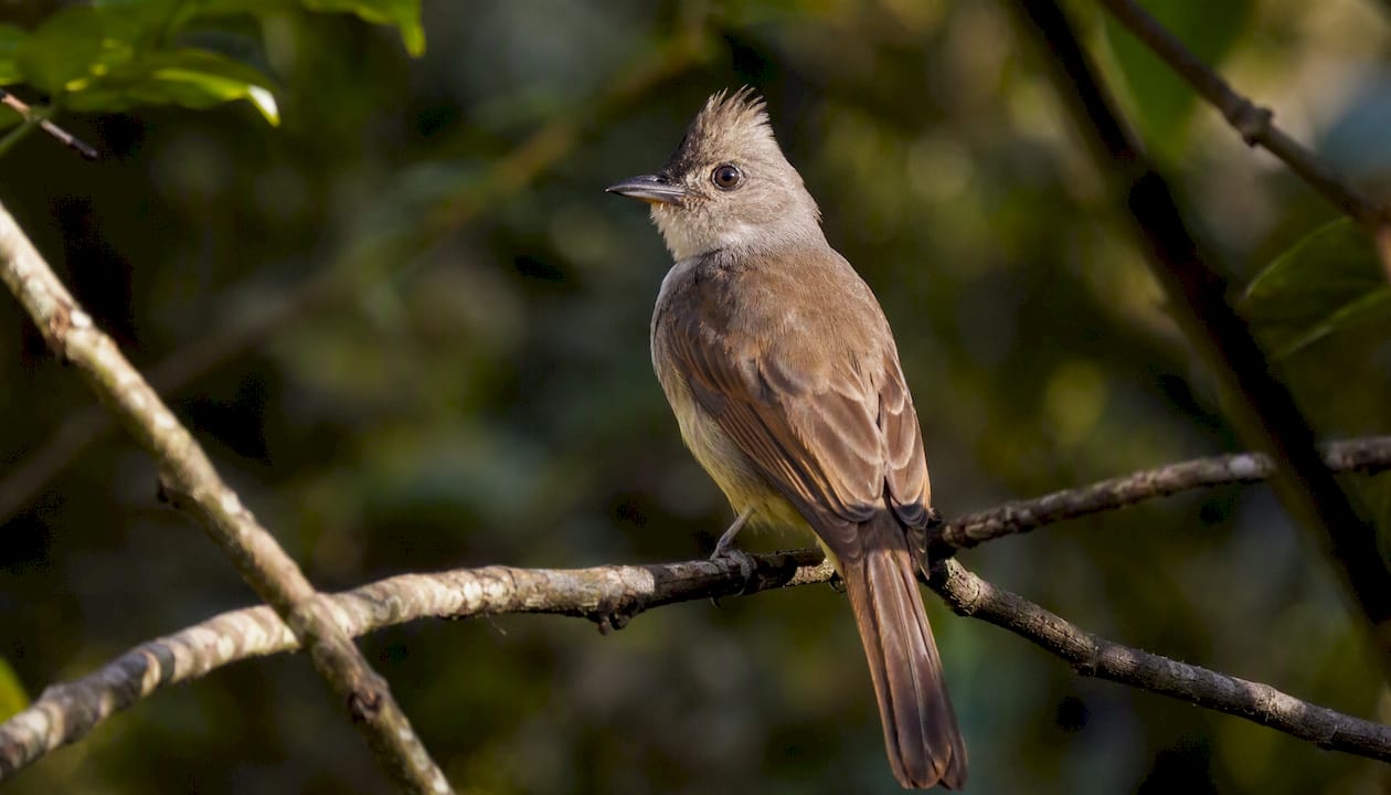 Fotografía ética de aves silvestres en su entorno natural