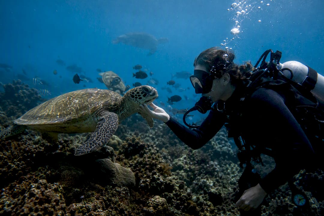 Diver interacting with sea turtles underwater