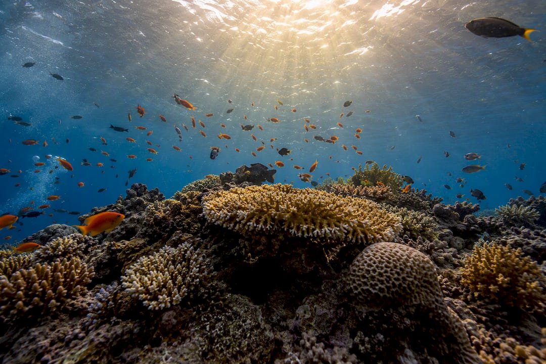 Wide-angle underwater coral reef scene
