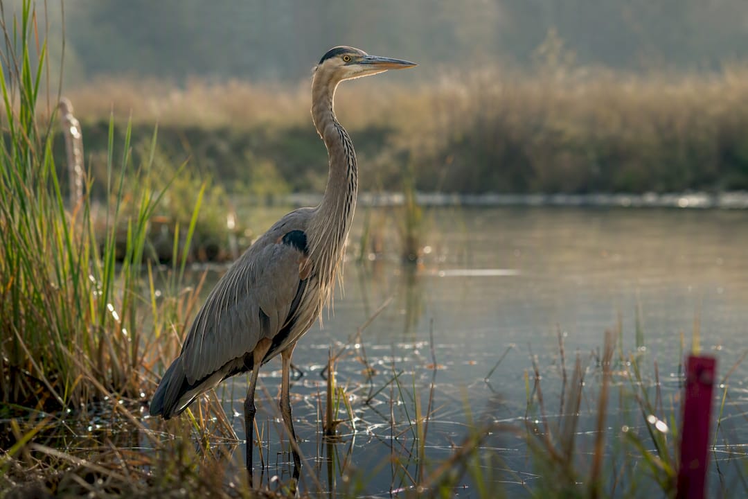 Wading bird in restored wetland habitat
