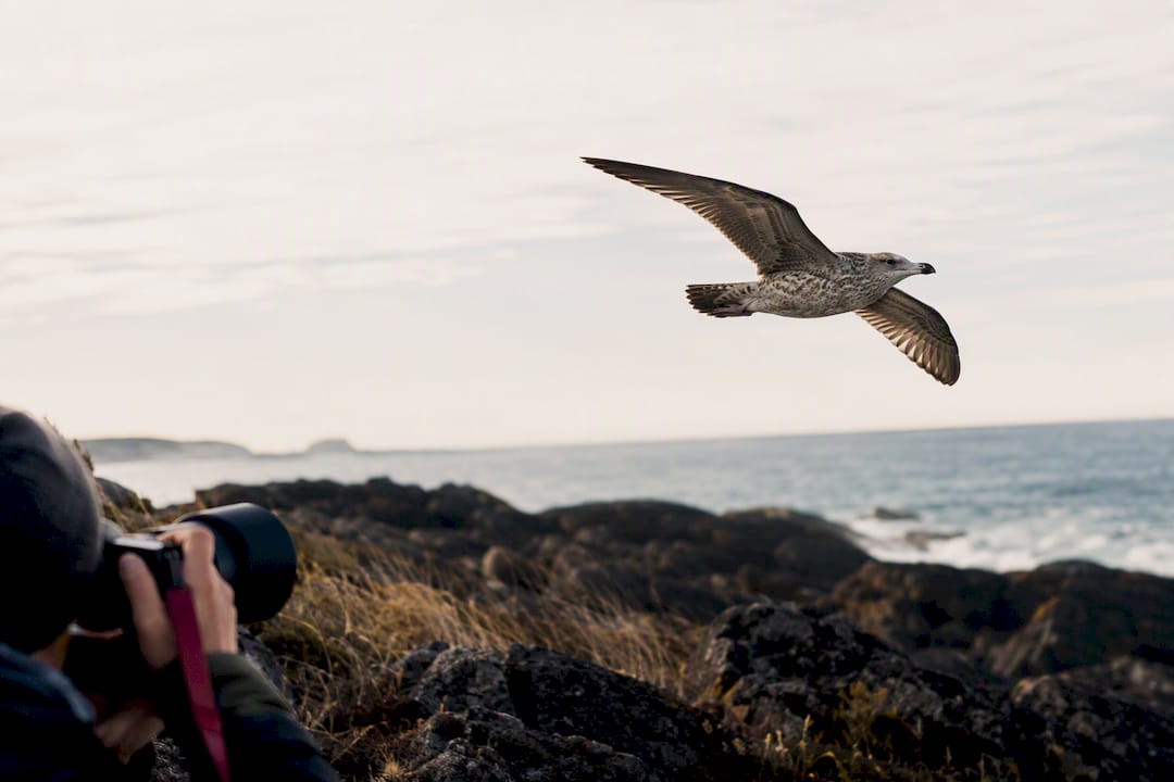 Photographer tracking seabird along shoreline
