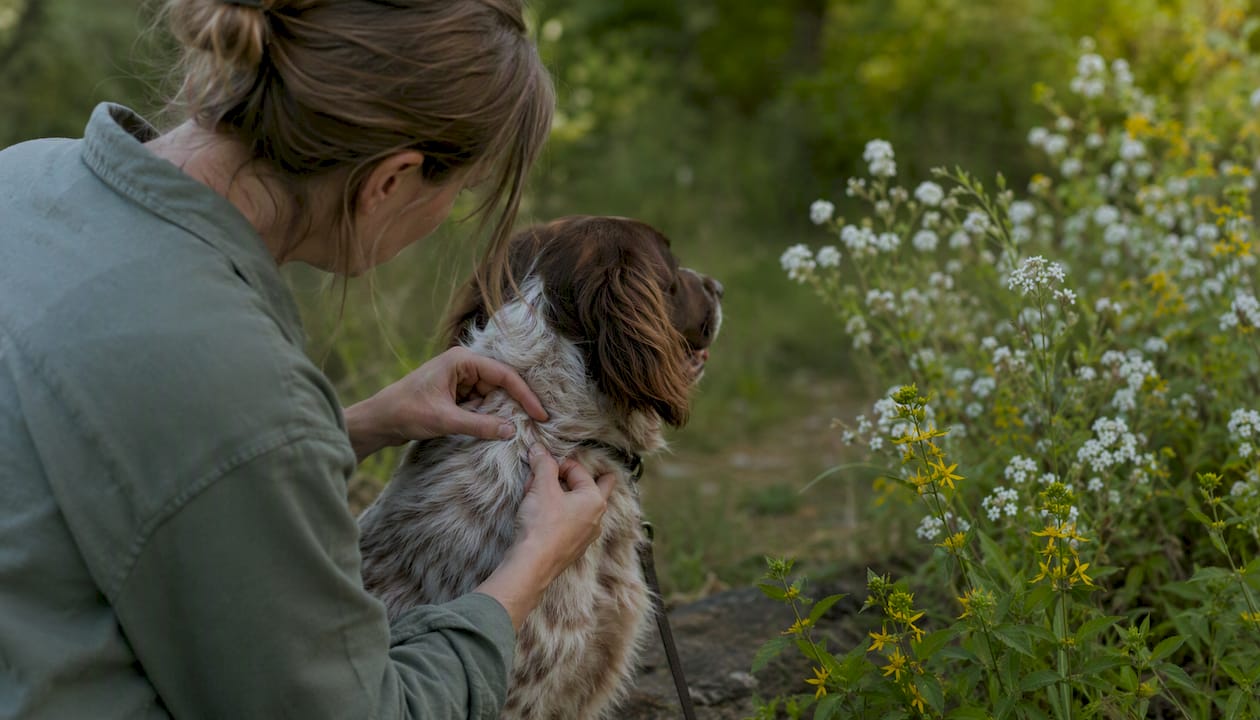 Person checking dog for ticks outdoors