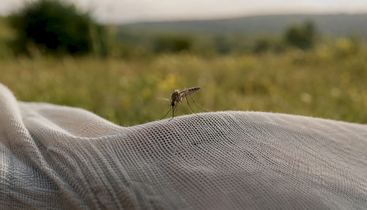 Can Mosquitoes Bite Through Leggings? What to Do