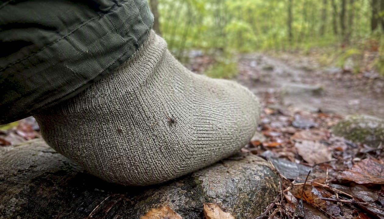 Close-up tick crawling on sock fabric