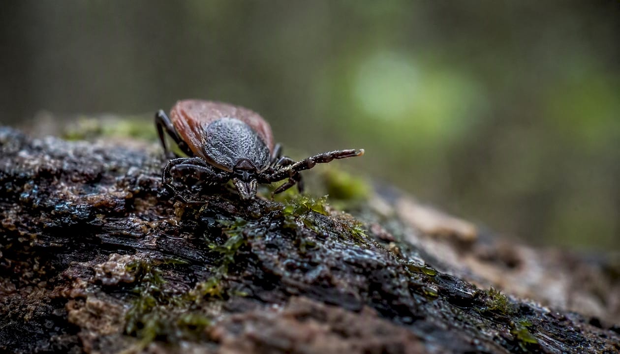 Close-up of tickâs front legs sensing environment