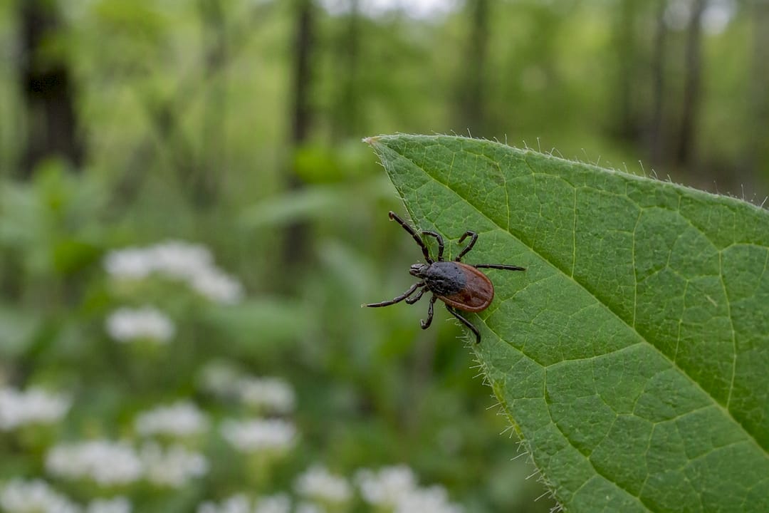 Adult tick on forest leaf close-up