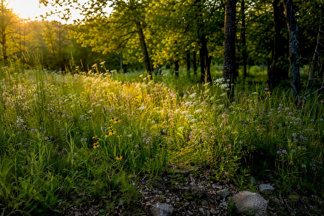 Leaf litter and grass with ticks prey habitat