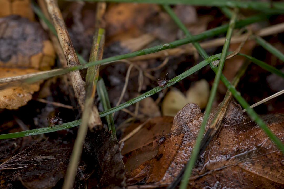 Ticks questing on leaf litter and grass