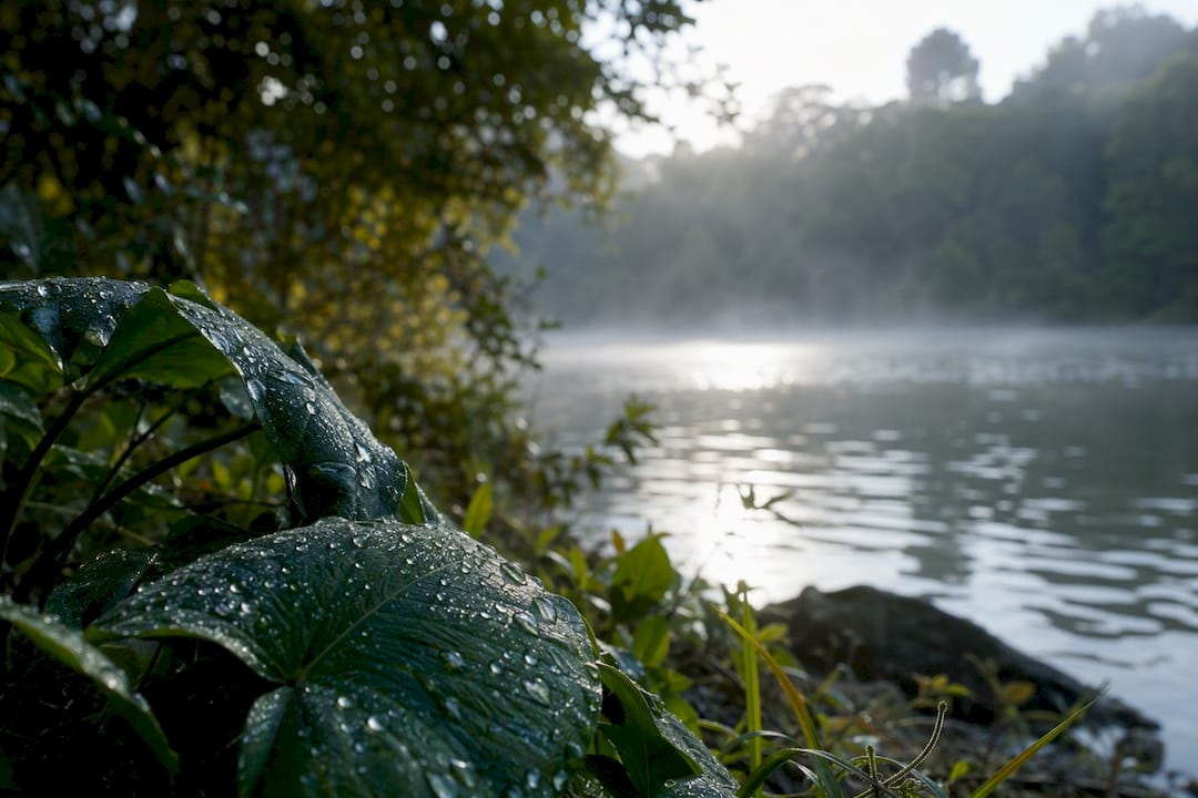 Dew-covered grass near pond at sunset
