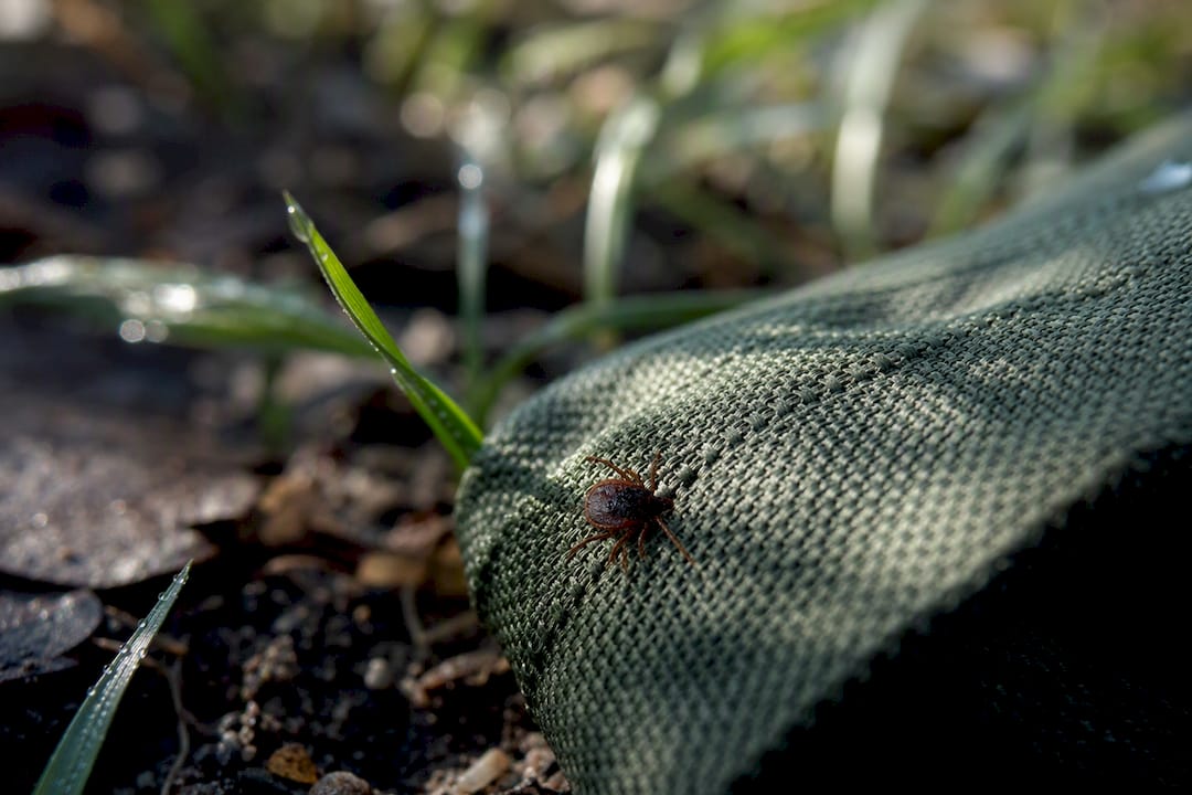Close-up tick crawling on mesh clothing fabric