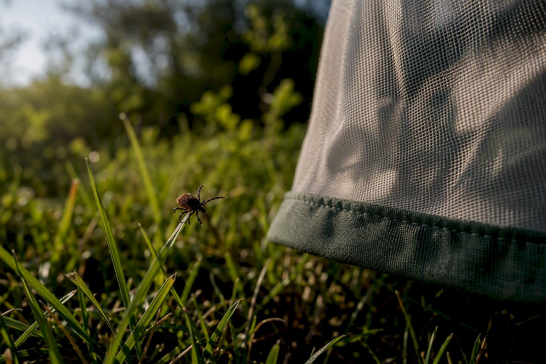 Tick questing beside protective mesh