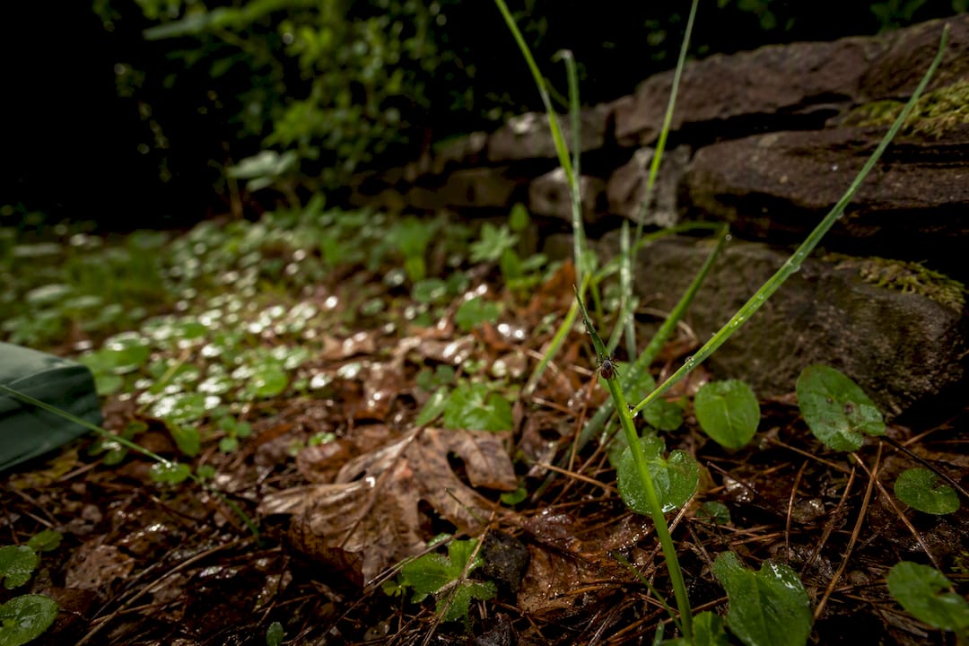 Tick habitat in wet leaf litter after rain