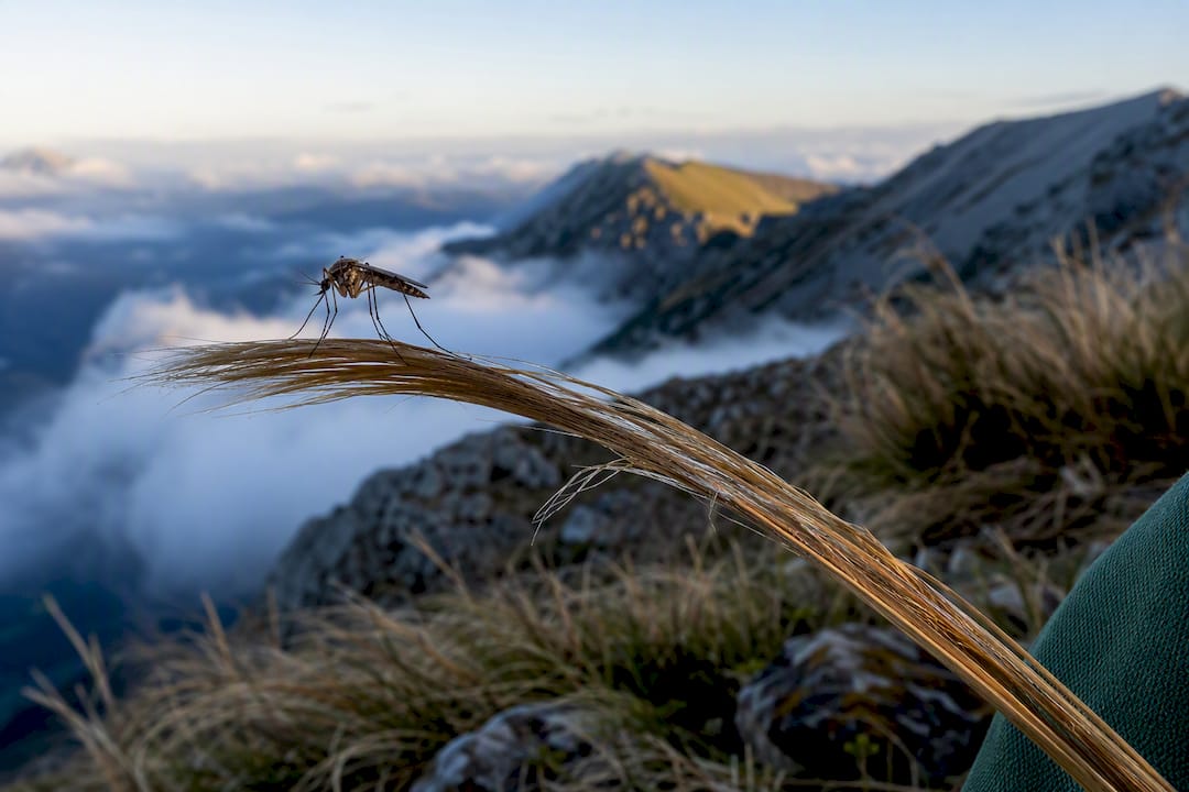 Mosquito on alpine grass above tree line