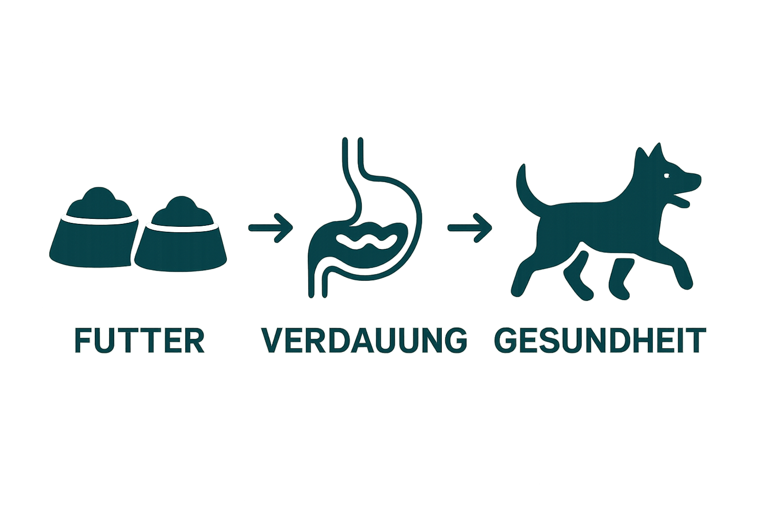 Infografik: Futteraufnahme, Verdauungstrakt, gesunder Hund