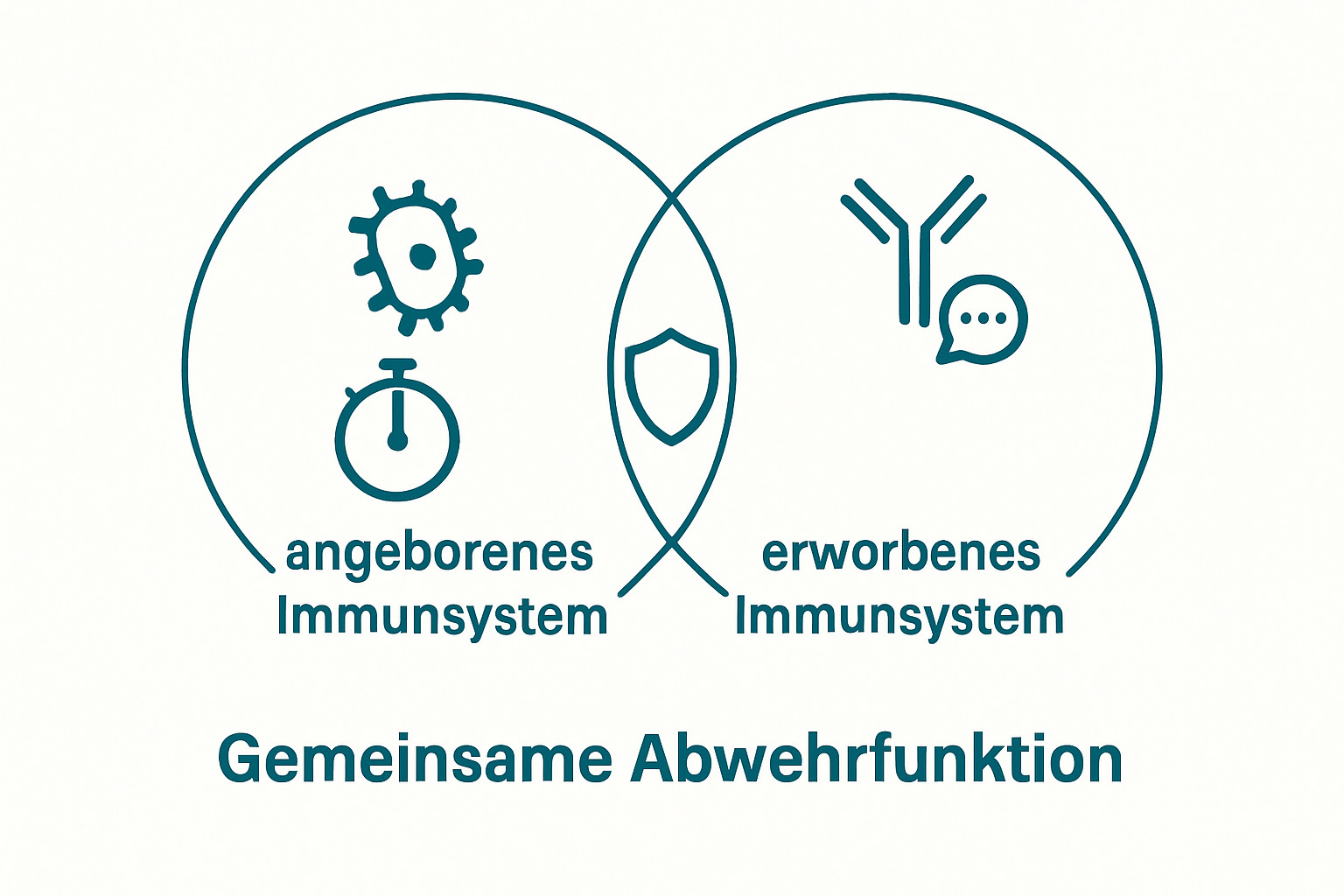 Vergleich angeborenes und erworbenes Immunsystem beim Hund