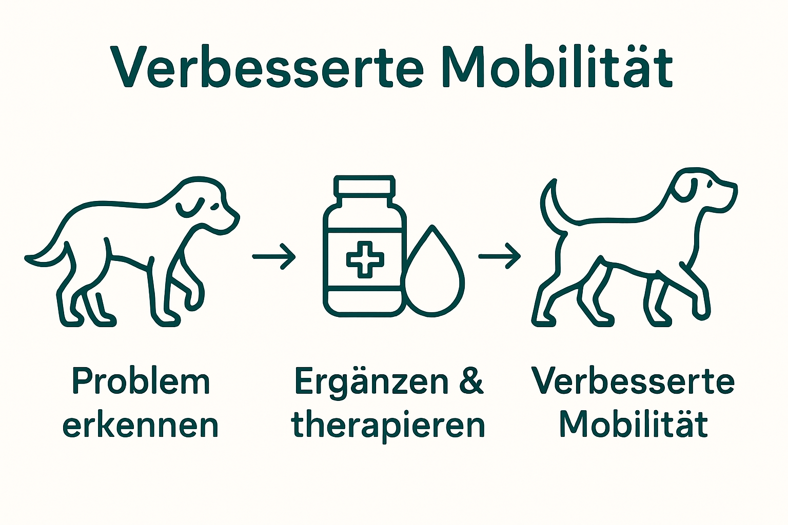 Einfache Sequenz: Hund mit Gelenkproblem, Nahrungsergänzung, vitaler Hund