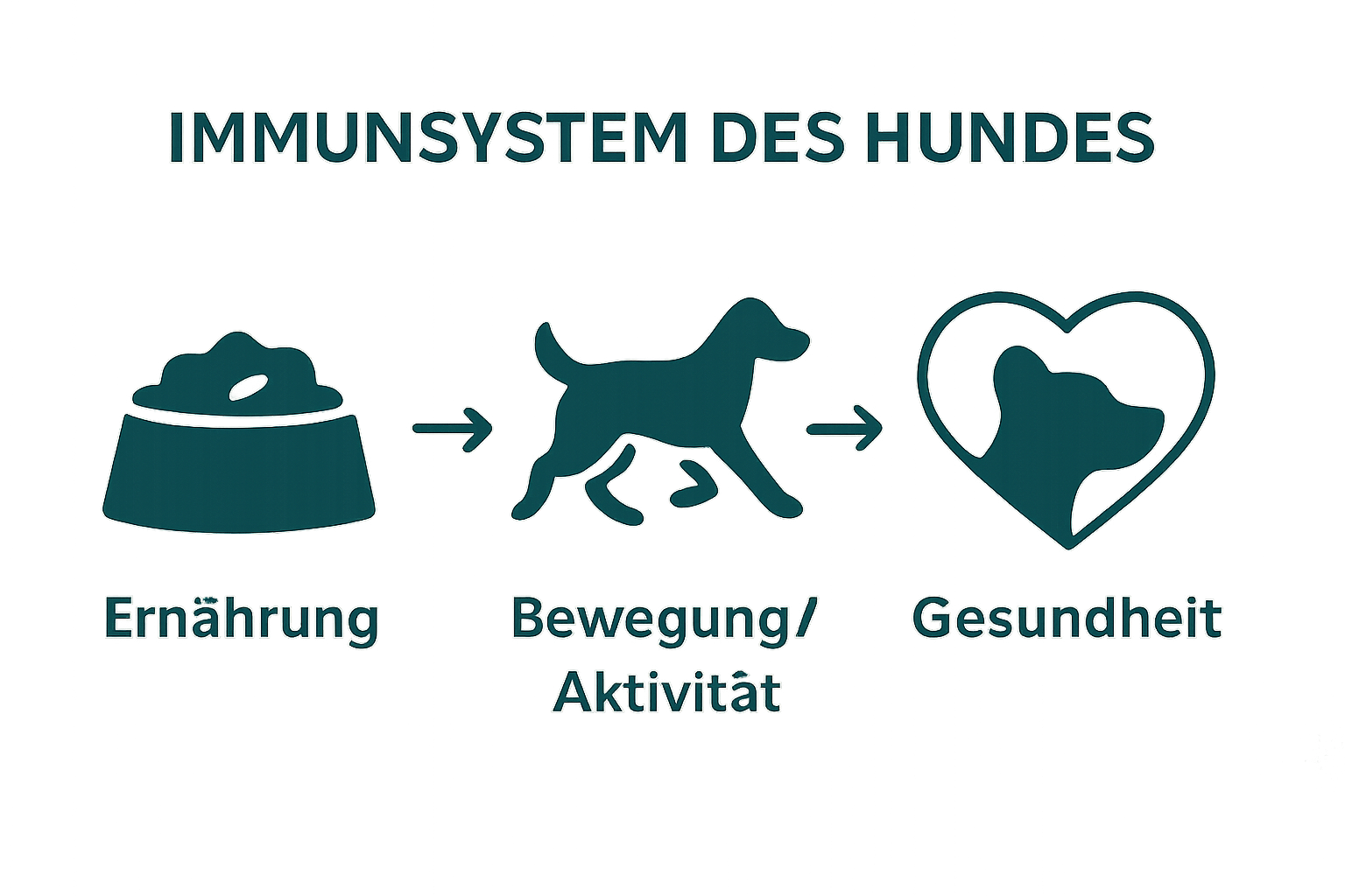 Infografik: Die drei wichtigsten Faktoren für ein starkes Hund-Immunsystem.