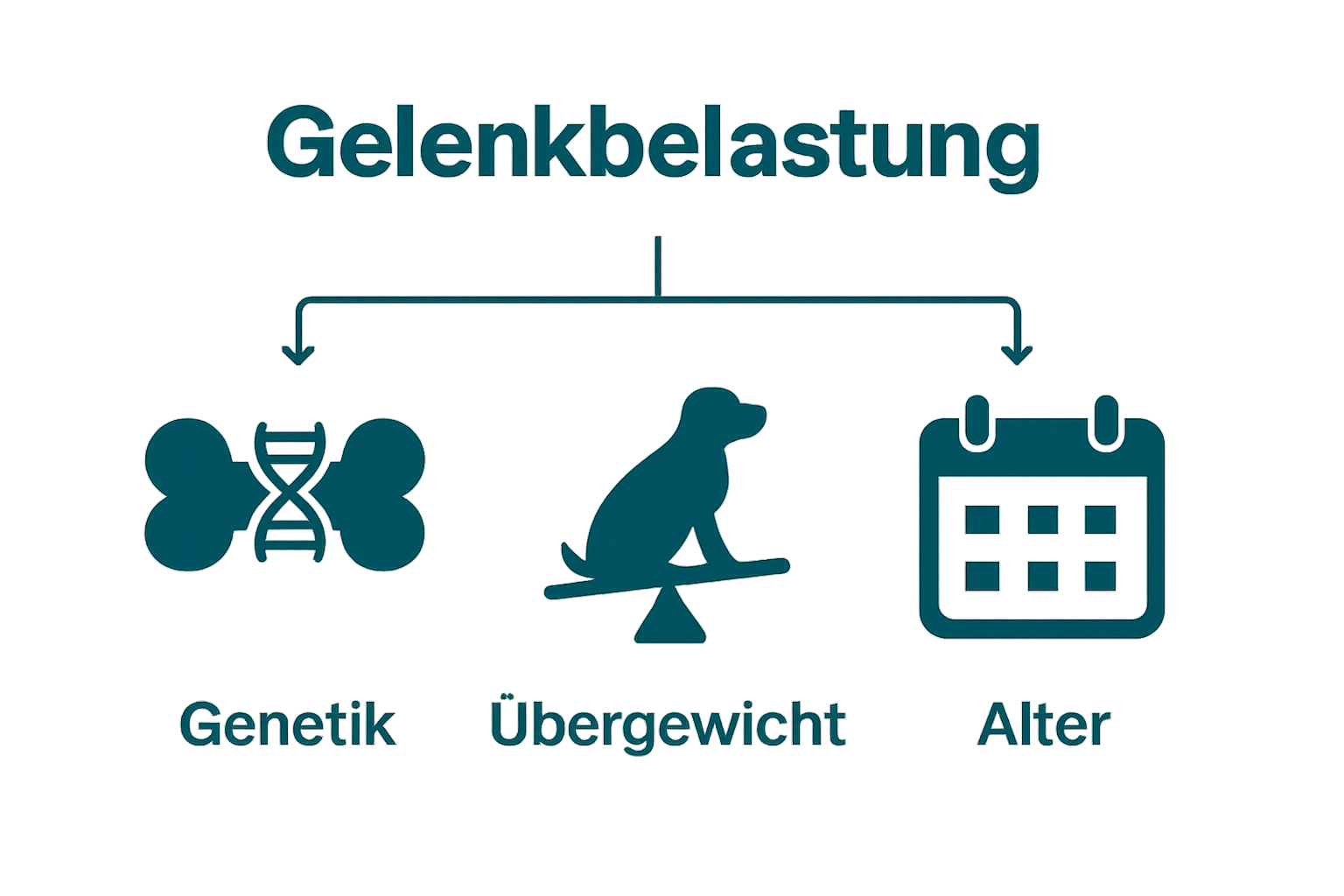 Infografik mit Icons für Genetik, Übergewicht und Alter als Risikofaktoren für Hundegelenkbeschwerden