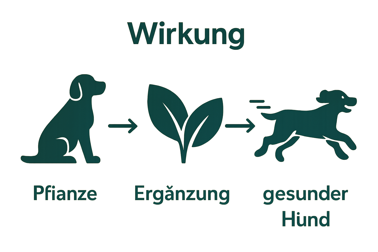 Infografik: Pflanze, Ergänzung, gesunder Hund visuell verbunden